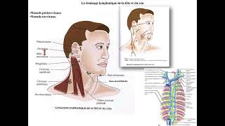 Anatomie de la cavité buccale de l’oropharynx des glandes salivaires et des triangles du cou [upl. by Htir749]