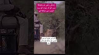 lion lionvsman trending scaryvideo tilawat quran viralshort youtubevideo [upl. by Vander263]