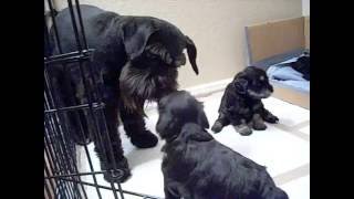 Miniature Schnauzer Puppies  4 weeks [upl. by Cost328]