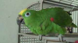 Amazon Parrot Sings Opera Pavarotti [upl. by Lanza]