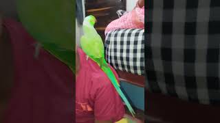 Viral Parrot sound shorts parrot viralshort [upl. by Drarehs]