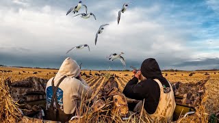 EPIC ALBERTA PINTAIL BEATDOWN 4 MAN LIMIT [upl. by Barcroft326]