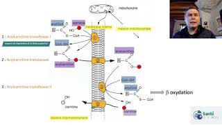 Comprendre la béta oxydation [upl. by Halsey]