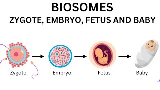 What is the difference between Zygote Embryo and fetus infant👶 [upl. by Areis]