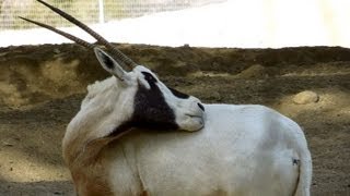 Arabian Oryx Oryx leucoryx The Living Desert [upl. by Zachariah]