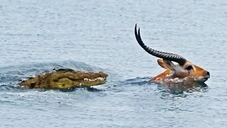 Buck Swims for its Life from Crocodile [upl. by Koal]