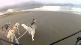 Bikejoring on Foxton Beach [upl. by Akcirre]