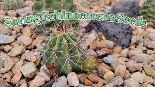 Saving Echinocereus Seeds [upl. by Eiramesor177]