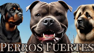 Perros Más Fuertes pitbull rottweiler pastor perros perrospoderosos animalesdomesticos raza [upl. by Ettezoj656]