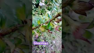 Gloxinias [upl. by Corine386]