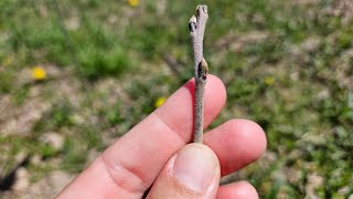 Spring Planting Bareroot American Persimmon [upl. by Lledroc]