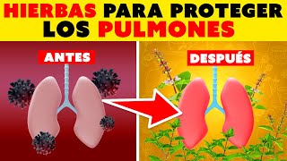 Las 7 Mejores Hierbas Para Mejorar la Salud Pulmonar 🫁 y el Sistema Respiratorio 👃🏻 [upl. by Sneed]