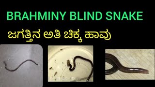 BRAHMINY BLIND SNAKEಬ್ರಾಹ್ಮೀಣಿ ಹಾವು ವಿಷ ರಹಿತ ಹಾವು non poisonous snake [upl. by Nagey475]