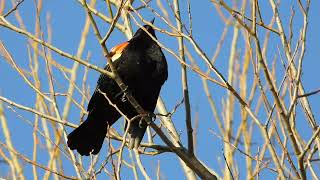 Redwinged Blackbird Call [upl. by Eesdnil]