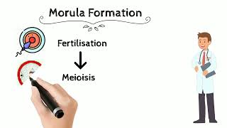 Morula Formation  Morula vs Blastomere  MEDU [upl. by Zsa]