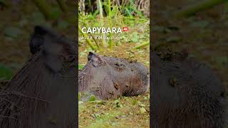 Capybaras in 4K with Relaxing Jazz Music [upl. by Arted]