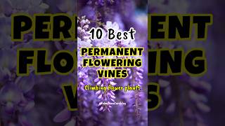 Best flowering vines in india  perennial flowering creepers shorts floweringplants [upl. by Janna]