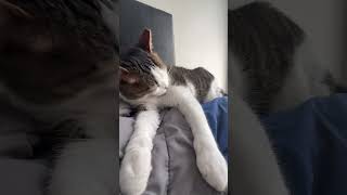 HAIRBALL cat cats funnycats [upl. by Oznola]