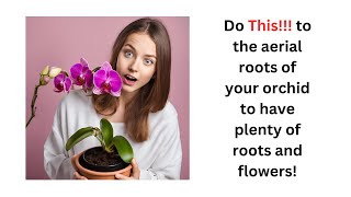 Do This to the aerial roots of your orchid to have plenty of roots and flowers [upl. by Jamill]