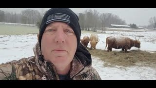 Secrets of Scottish Highland Cattle Surviving on the Frozen Arkansas Tundra [upl. by Erehs451]