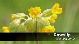 Cowslip HD UK Wildflowers 1 [upl. by Gnauq]