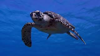 Hawksbill sea turtle Eretmochelys imbricata [upl. by Beata873]