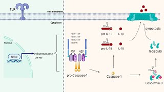 The Inflammasome [upl. by Attaynek]