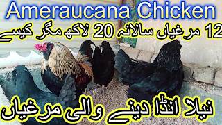 Ameraucana Chisken  Blue Egg Laying Chickens  Neela Anda Dene Wali Murghi wildroosters [upl. by Akyre]