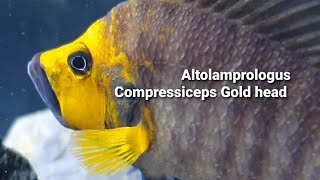 Altolamprologus Compressiceps Gold head [upl. by Neelrak]