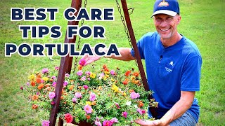 Best Care Tips for Drought Tolerant PORTULACA Moss Rose or Purslane [upl. by Justinn]