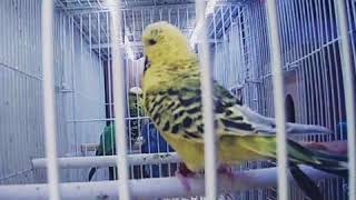 English Budgies breeding  Texas clearbody [upl. by Cullan]