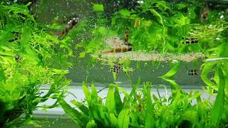 Low Tech Planted Aquarium amp Epiplatys annulatus feeding [upl. by Darelle]