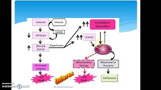 ISCHEMIA REPERFUSION INJURY [upl. by Ange]