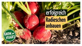 Radieschen anbauen  Gemüseanbau im Garten [upl. by Sachs465]