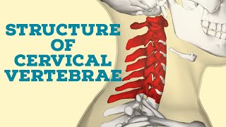 structure of cervical vertebrae [upl. by Akiemat]