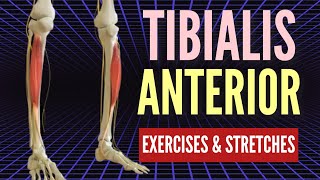 BEST Tibialis Anterior Corrective Exercises [upl. by Jereme20]