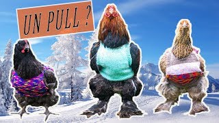 Comment bien protéger vos poules pour lhiver [upl. by Ihab]