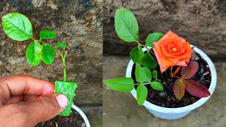 How to grow orange colour portulaca viralvideo ✅ [upl. by Angell789]