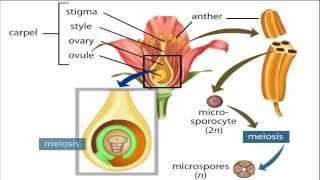 angiosperm life cycle [upl. by Onnem]