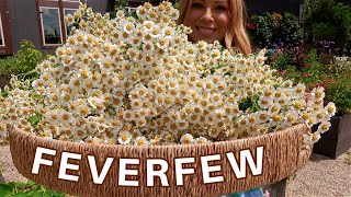 Feverfew HEALS WHAT Why We Grow It Healing Benefits How to Harvest amp How to Dry Garden How To [upl. by Hanavas]