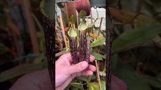 Amazing Nepenthes plant pitchers nepenthes carnivorousplants carnivorousplantsofinstagram [upl. by Azral161]