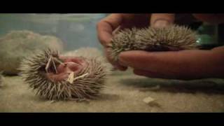 1 week old African Pygmy Hedgehogs [upl. by Anirbed]