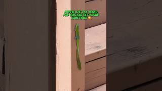 Day geckos touch tails gecko reptiles lizard cuteanimals funnyanimals funnyshort [upl. by Aneeles]