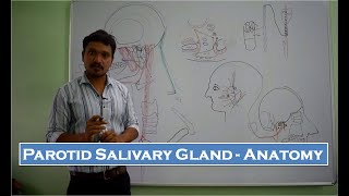 Parotid Salivary Gland  Anatomy  Simplified [upl. by Ahseia667]