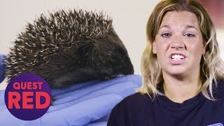 Orphaned Baby Hedgehog Rehabilitated And Returned To The Wild  Saving Britains Wildlife [upl. by Harihs]