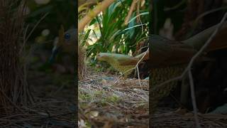 Newbirdsstatusvideos bowerbird lyrebird birds bird birdwatching birdsphotography shorts [upl. by Tram311]