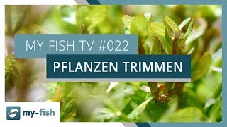 Pflanzen trimmen und vermehren  myfish TV [upl. by Yelrahc418]