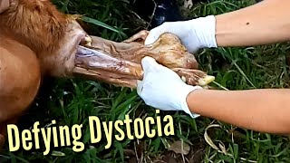 DEFYING DYSTOCIA My Unforgettable Experience Assisting a Goat gave birthGoat Twinning Dystocia [upl. by Laflam]