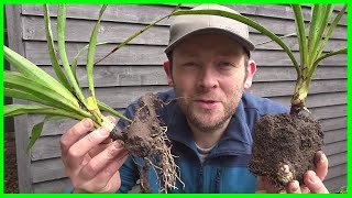 How to Grow Yucca Plants from Cuttings [upl. by Valonia732]