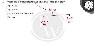 Where are meristematic tissues primarily found in plants [upl. by Henni]